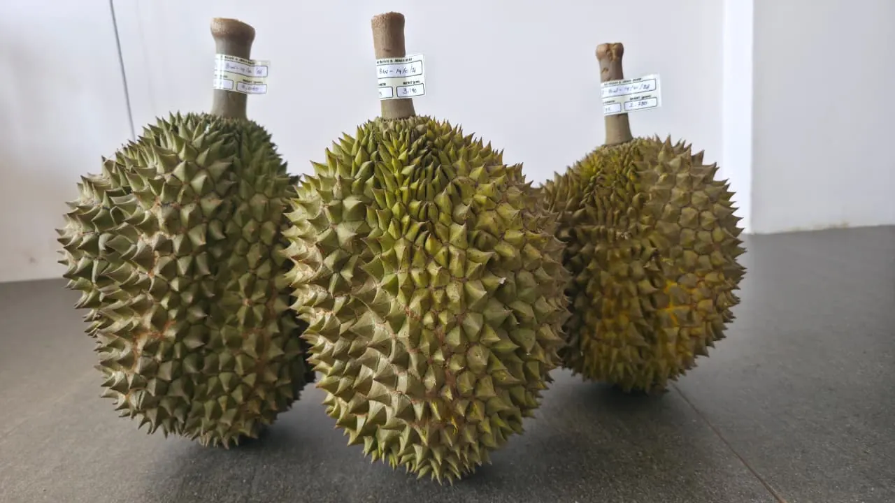 Graded and tagged export-quality durians