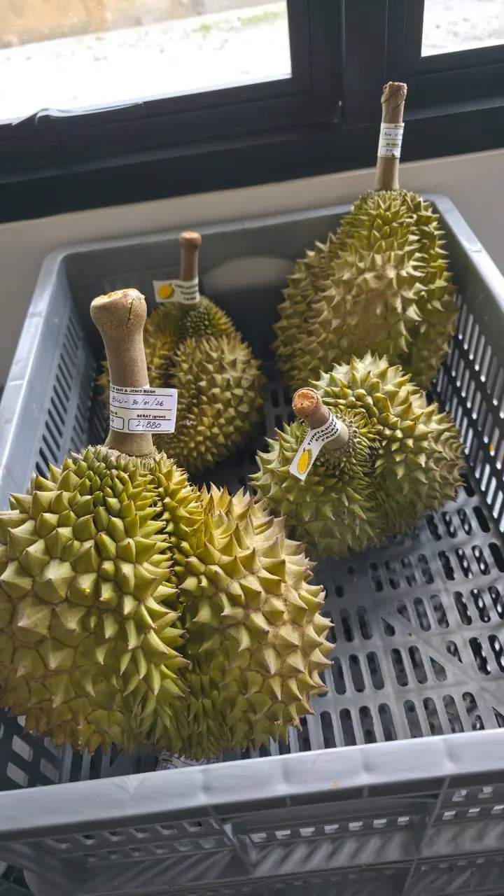 Graded and tagged export-quality durians